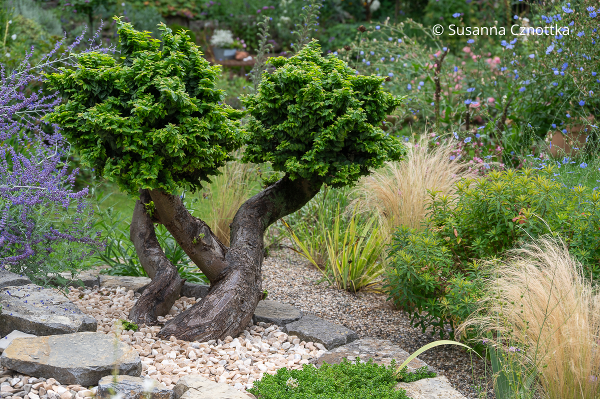 Zwerg-Ulme (Ulmus minor) 'Jaqueline Hillier', Gold-Wolfsmilch (Euphorbia epithymoides syn. Euphorbia polychroma) und Zartes Federgras (Nassella tenuissima) Zwerg-Ulme (Ulmus minor) 'Jaqueline Hillier' als Wolkenbaum mit drei Stämmen, Gold-Wolfsmilch (Euphorbia epithymoides syn. Euphorbia polychroma) und Zartes Federgras (Nassella tenuissima)