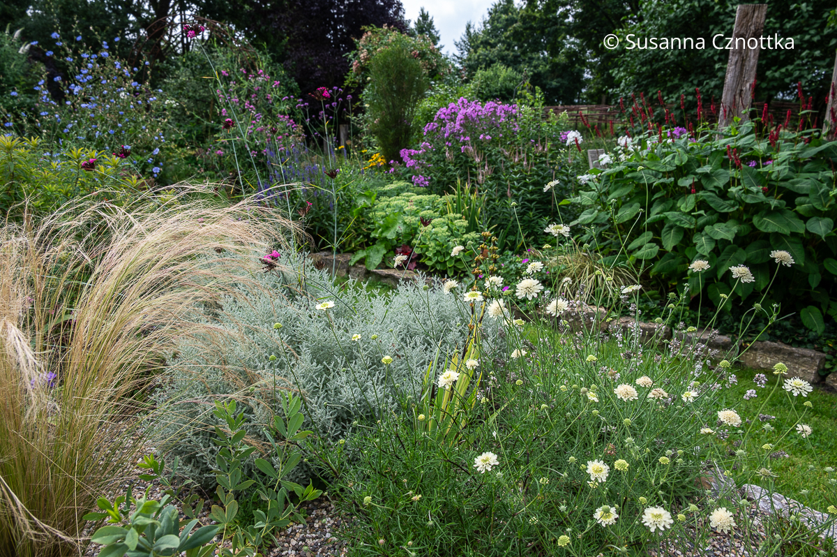 Gelbe Skabiose (Scabiosa ochroleuca) neben Zartem Federgras und Grauem Heiligenkraut
