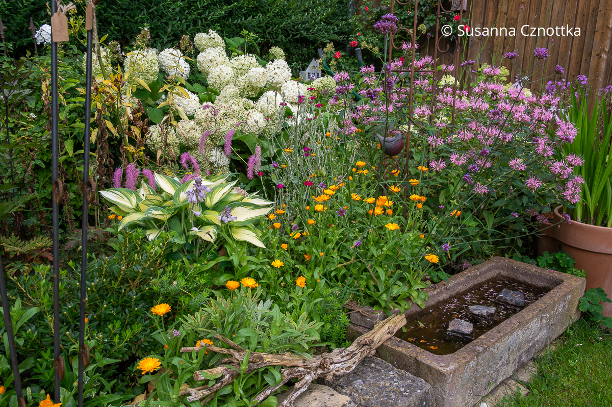 Wald-Hortensie 'Annabelle', panaschierte Funkie, pinke Indianernessel und pinker Wiesenknopf (Sanguisorba hakusanensis) 'Lilac Squirrel'