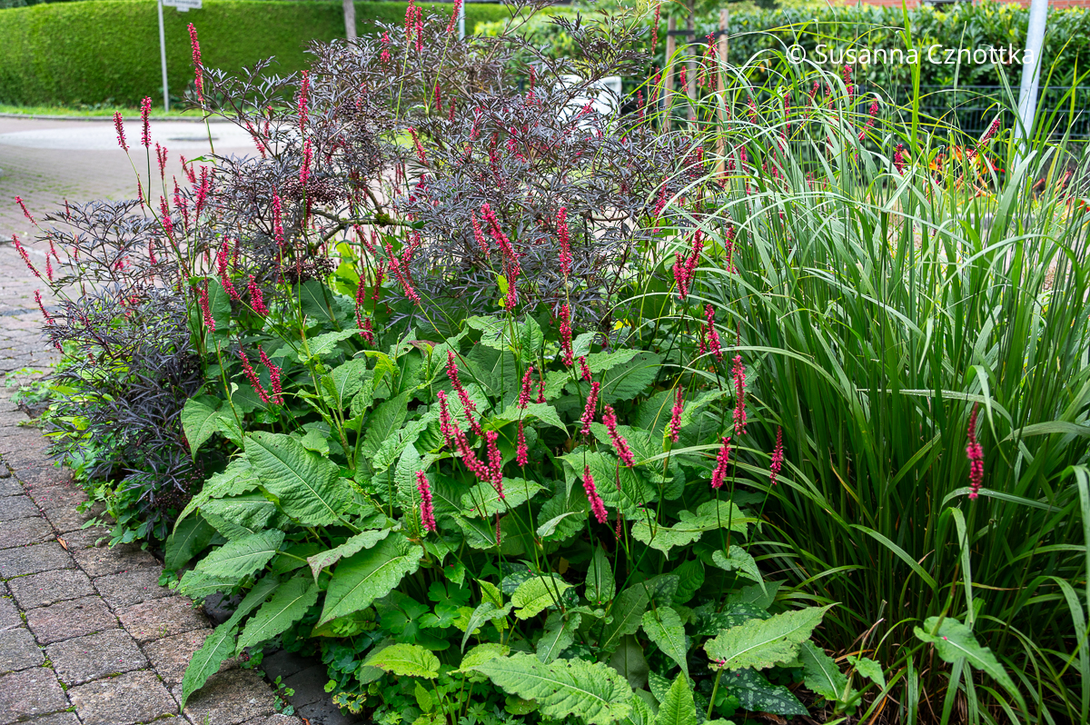 Diamantgras (Calamagrostis brachytricha) kombinieren: hier mit kräftig rotem Kerzen-Knöterich 'Fire Tail' und dem Holunder (Sambucus nigra) 'Black Lace' mit dunklem, fein geschlitztem Laub