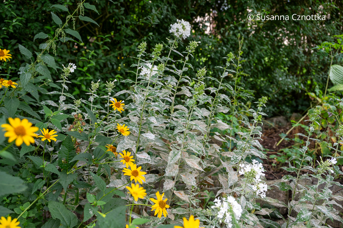 Mehltau am Sommer-Phlox (Phlox paniculata) Mehltau am Sommer-Phlox (Phlox paniculata): weißer Belag auf den Blättern einer Pflanze mit weißen Blüten
