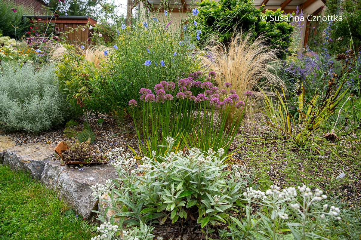 Das blühende Kiesbeet im August Das blühende Kiesbeet im August