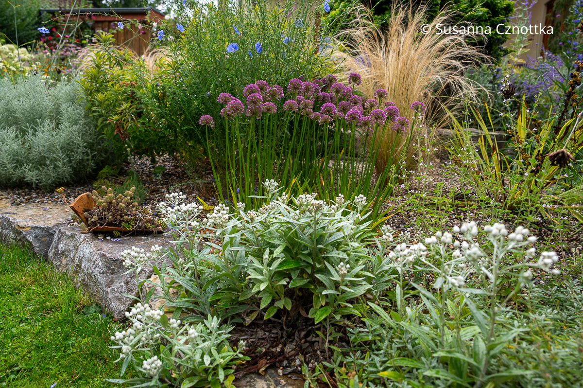 Rückblick auf das Gartenjahr 2025: Zartblauer Lein (Linum perenne) und Berglauch 'Milennium' mit graulaubigen Stauden im Magerbeet