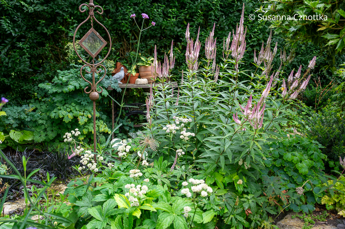 Rosa Kandelaber-Ehrenpreis (Veronicastrum) und weiße Sterndolde (Astrantia major) 'Sunningdale Variegated'