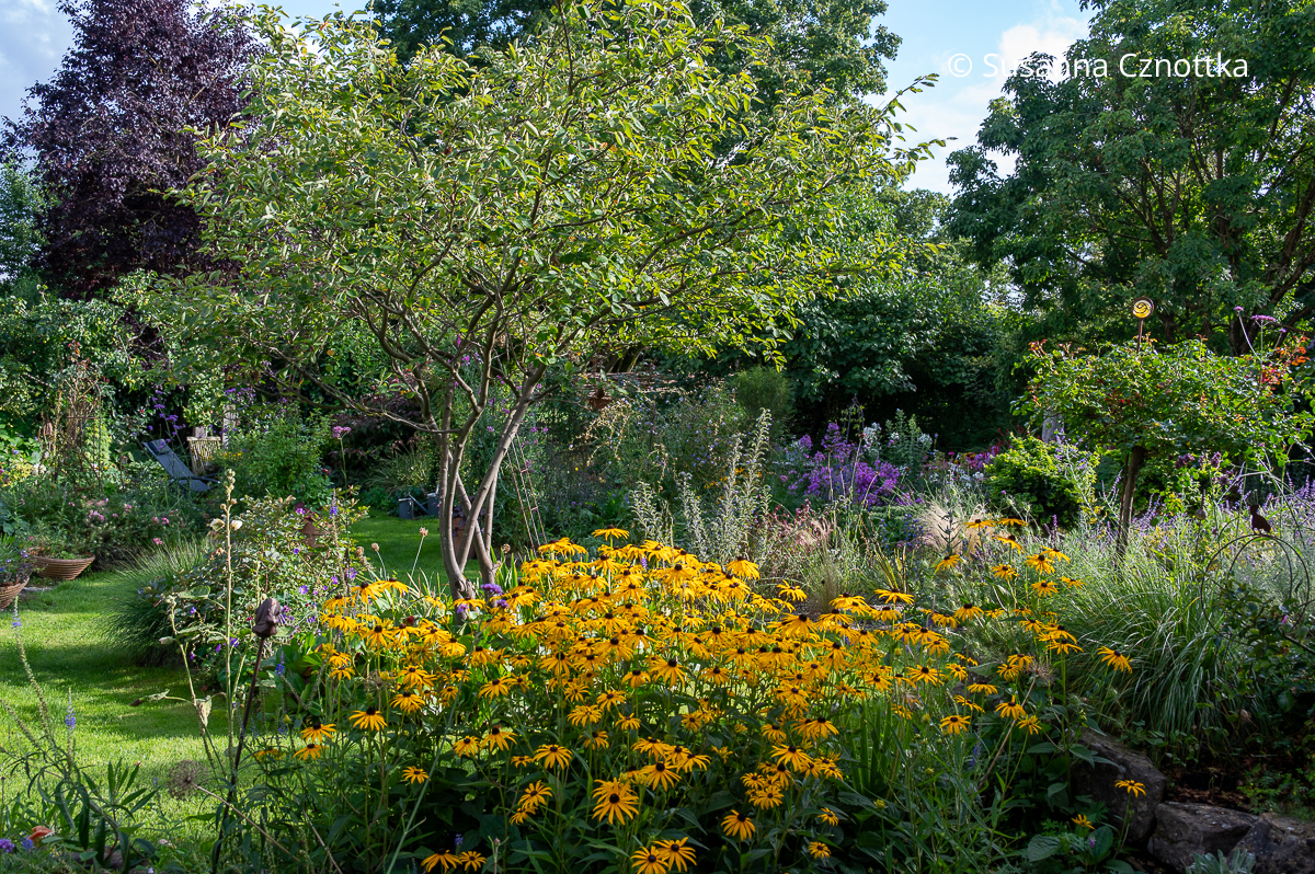Gelber Sonnenhut (Rudbeckia fulgida) im Garten