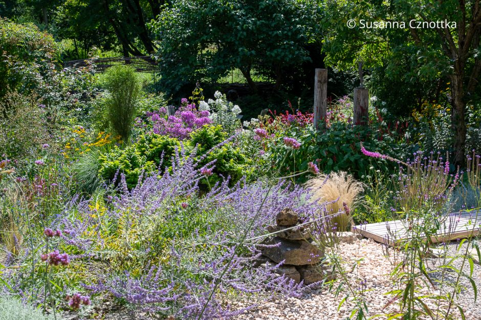 Blick in den Garten über ein Beet mit Quellstein und Blauraute (Salvia yangii)