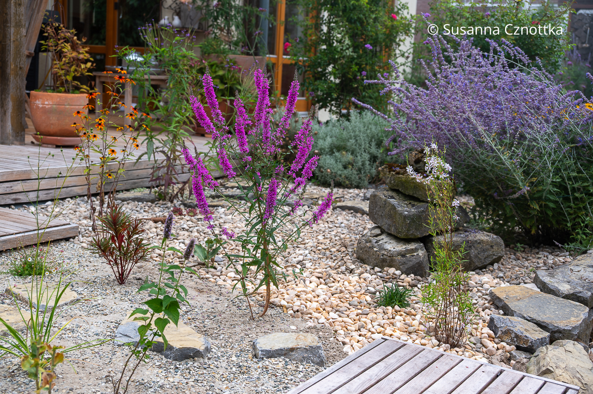 Sandbeet mit u.a. Oktober-Sonnenhut (Rudbeckia triloba) 'Prairie Glow', Blut-Weiderich (Lythrum salicaria) mit kräftig pinken Blütenkerzen und der heimischen Ästigen Graslilie (Anthericum ramosum)
