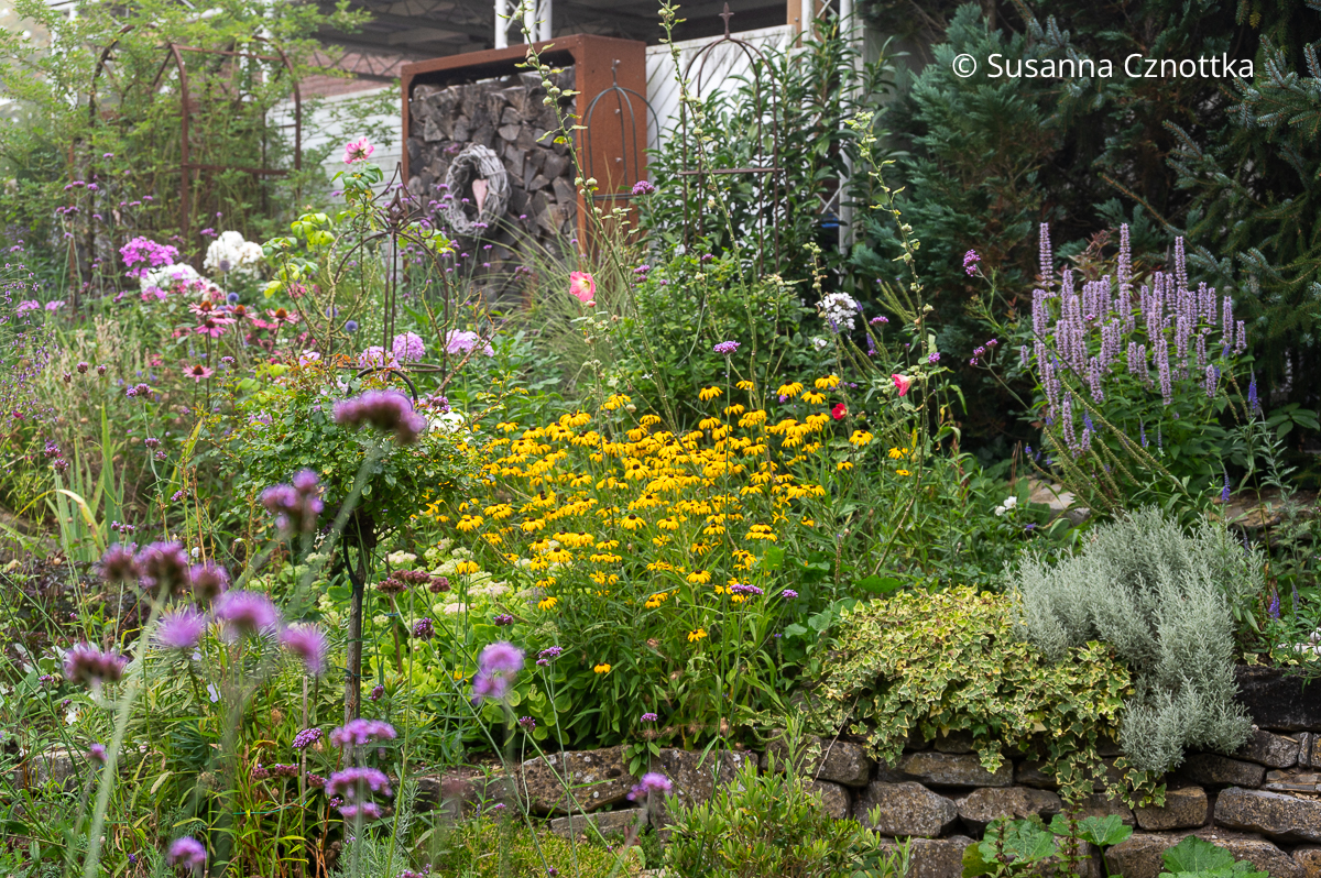 Sonniges Staudenbeet mit Gelben Sonnenhüten (Rudbeckia fulgida) und Duftnessel (Agastache) 'Blue Fortune'