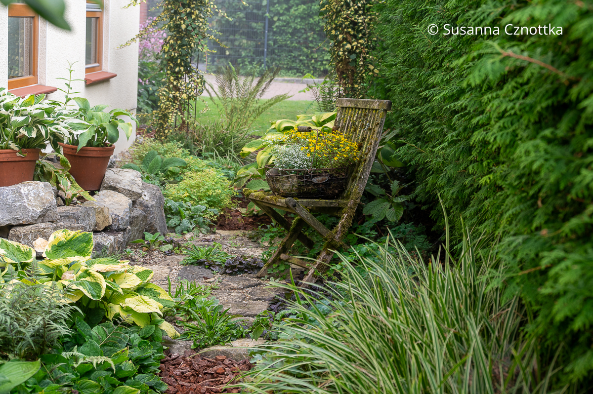 Verschiedene Funkien (Hosta) beleben einen halbschattigen Bereich neben dem Haus