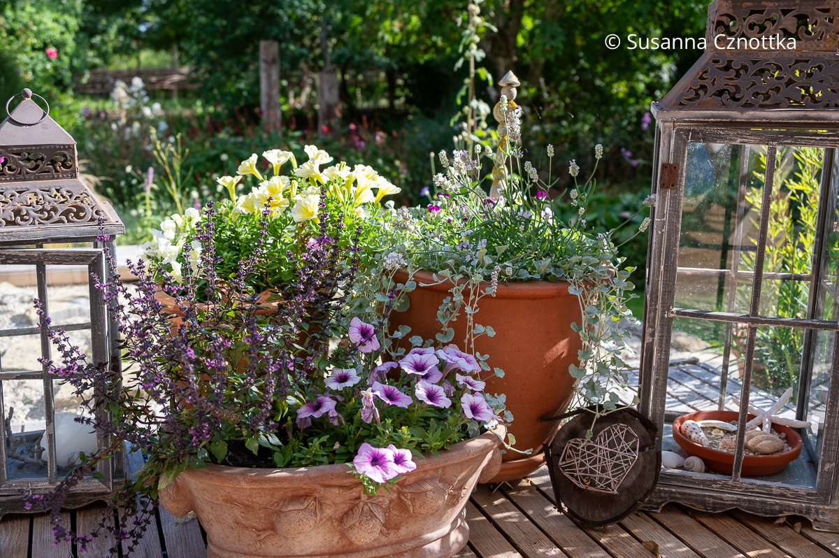 Mit Petunien in blassem Gelb und Violett sowie Lavendel und Silberregen (Dichondra argentea) bepflanzte Töpfe