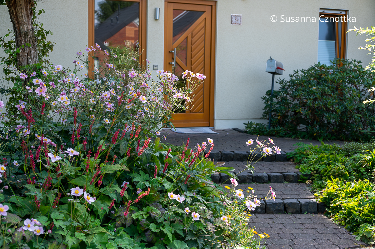Rosa Herbst-Anemonen und roter Kerzen-Knöterich 'Fire Tail' an einer Treppe zur Haustür im Vorgarten