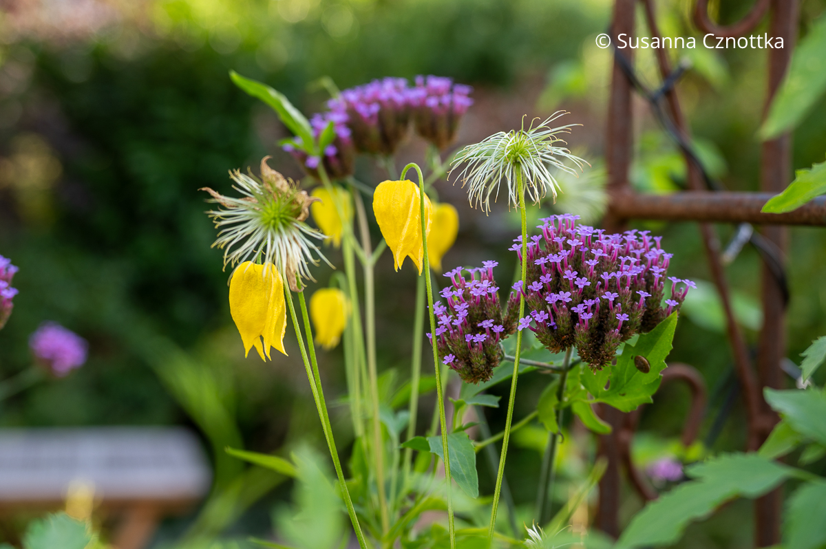 Violette Blüten des Argentinischen Eisenkrautes (Verbena bonariensis) und gelbe Glöckchen der Gold-Waldrebe (Clematis tangutica)