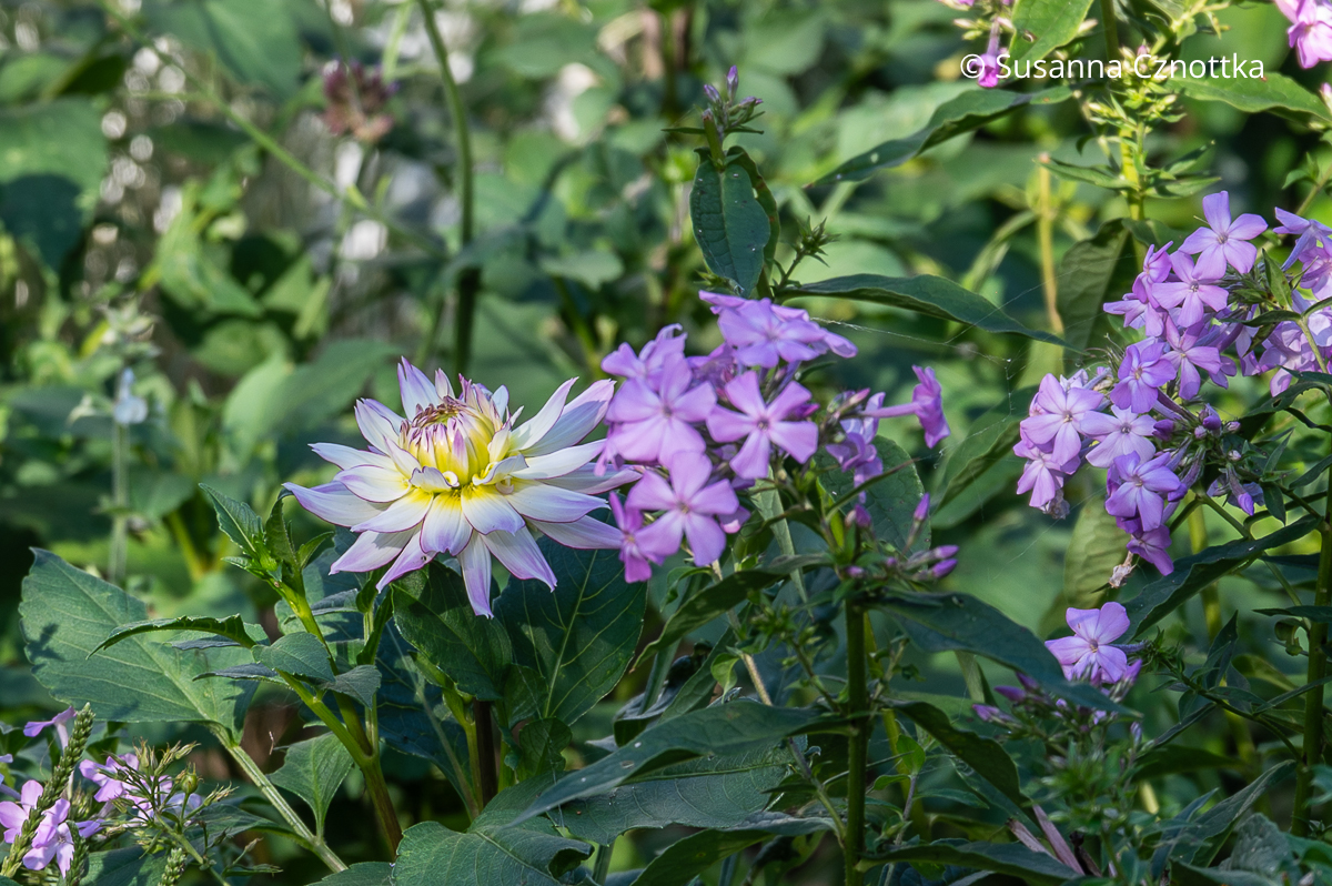 Weiße Dahlie mit blass violetten Spitzen und hell violetter Sommer-Phlox (Phlox paniculata)