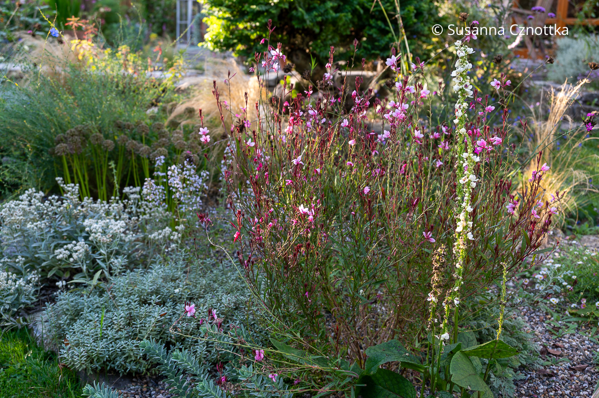 Sonniges Beet: rosa Prachtkerze (Oenothera lindheimeri), weiße Königskerze (Verbascum nigrum) 'Album' und Stauden mit silbernem Laub