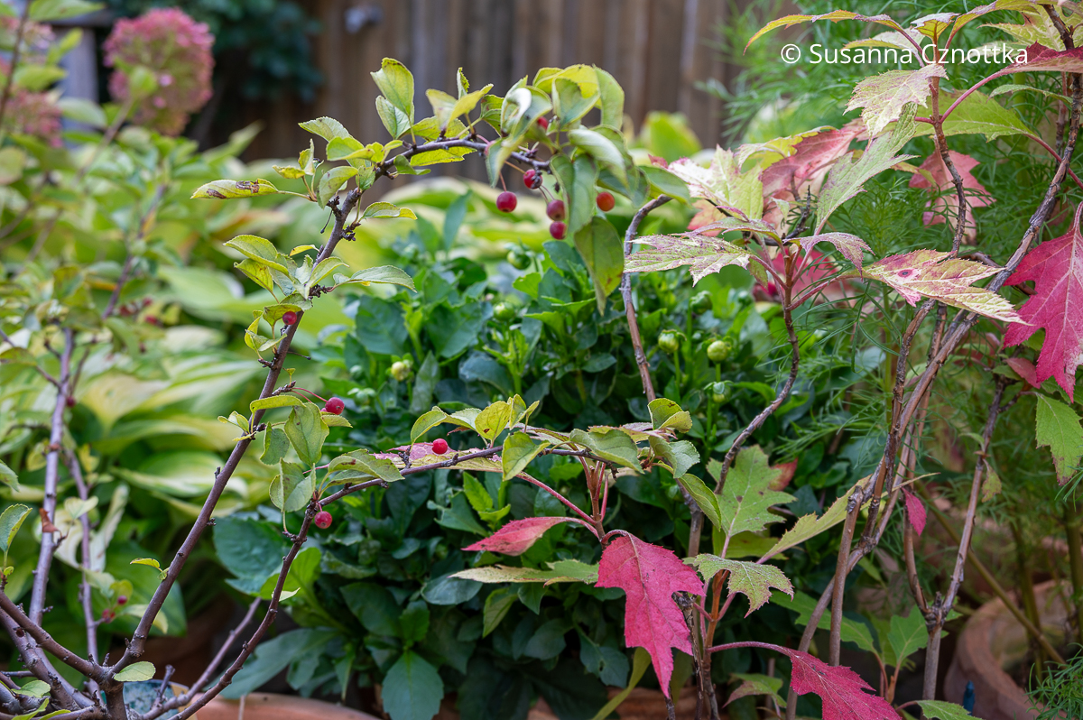 Kleine rote Äpfelchen des Zierapfels 'Tina' und die beginnende rote Herbstfärbung der Eichenblättrigen Hortensie (Hydrangea quercifolia) 'Ice Crystal'