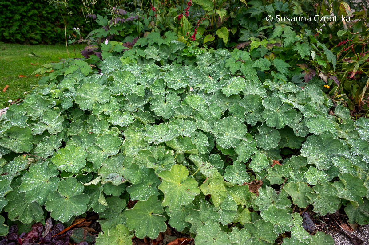 Frauenmantel nach dem Remontierschnitt: die jungen Blätter sehen frisch aus.