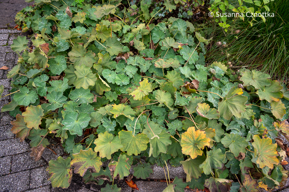 Frauenmantel ohne Remontierschnitt: die alten Blätter sehen mitgenommen aus und vergilben.