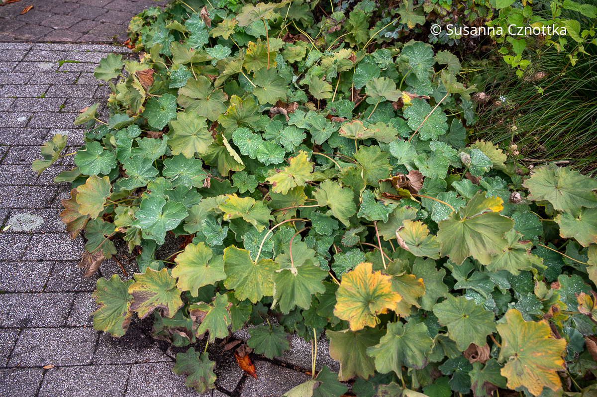 Frauenmantel ohne Remontierschnitt bietet ein unruhiges Bild