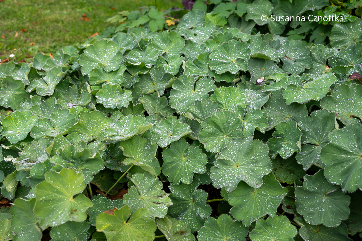 Frauenmantel nach dem Remontierschnitt: gleichmäßige Blätter mit Regentropfen