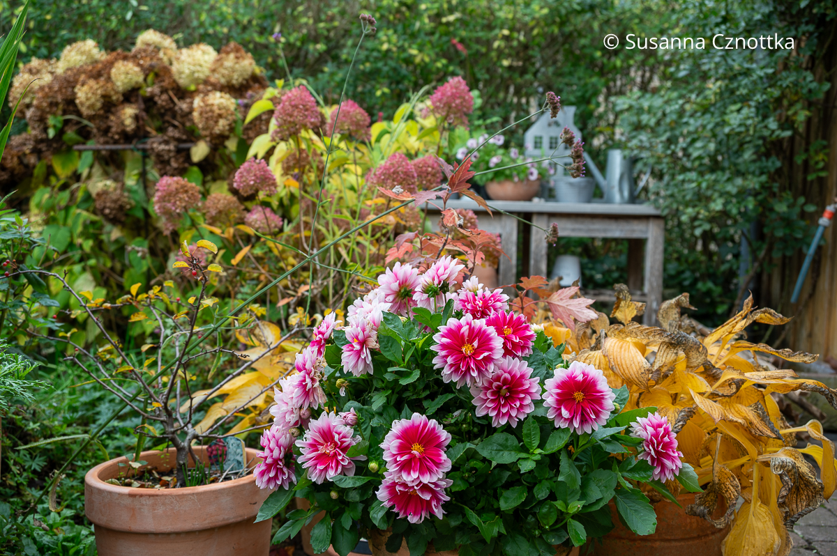 Eine pink-weiße Busch-Dahlie im Topfgarten Eine pink-weiße Busch-Dahlie im Topfgarten mit Funkien und Hortensien