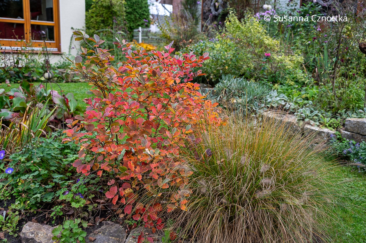 Federbuschstrauch (Fothergilla) 'Blue Shadow' in der Herbstfärbung