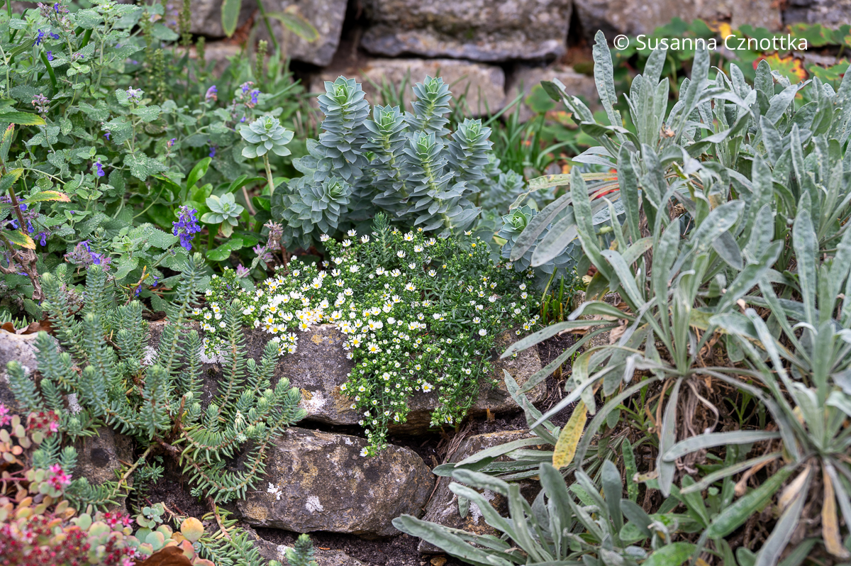 Mauerkrone bepflanzen: Teppich-Aster (Symphiotrichum ericoides) 'Snowflurry', Walzen-Wolfsmilch und Felsen-Steinkraut (Aurinia saxatilis)