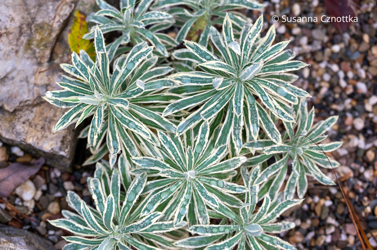 Blattschmuckstaude: Wolfsmilch (Euphorbia characias) 'Tasmanian Tiger' mit weißbunten Blättern Blattschmuckstaude: Wolfsmilch (Euphorbia characias) 'Tasmanian Tiger' mit weißbunten Blättern