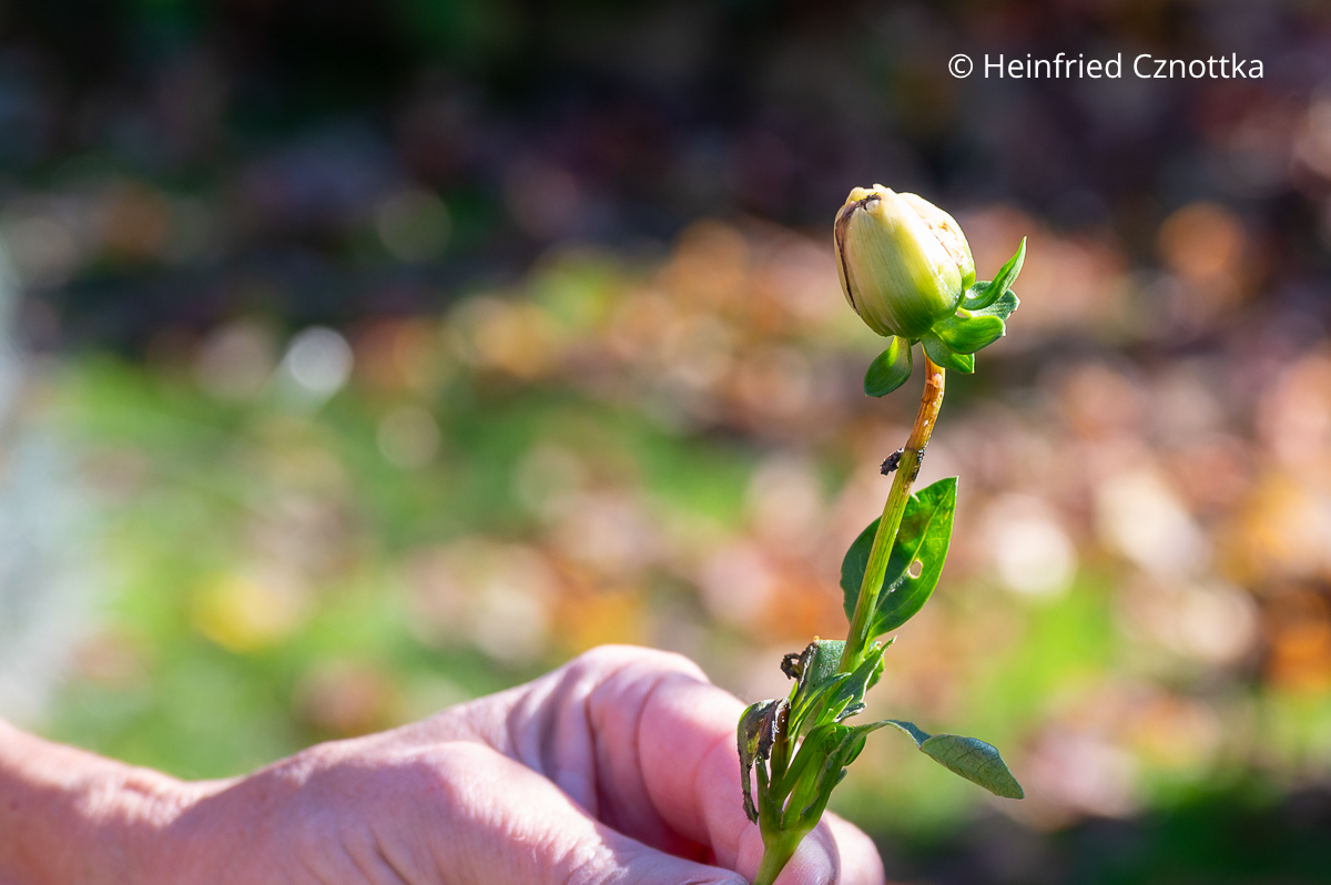 Verblühte Dahlienblüte ohne Blütenblätter Verblühte Dahlienblüte ohne Blütenblätter