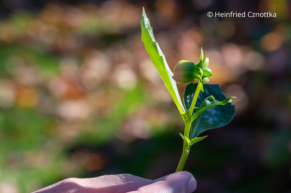 Blütenknospe einer Dahlie Blütenknospe einer Dahlie