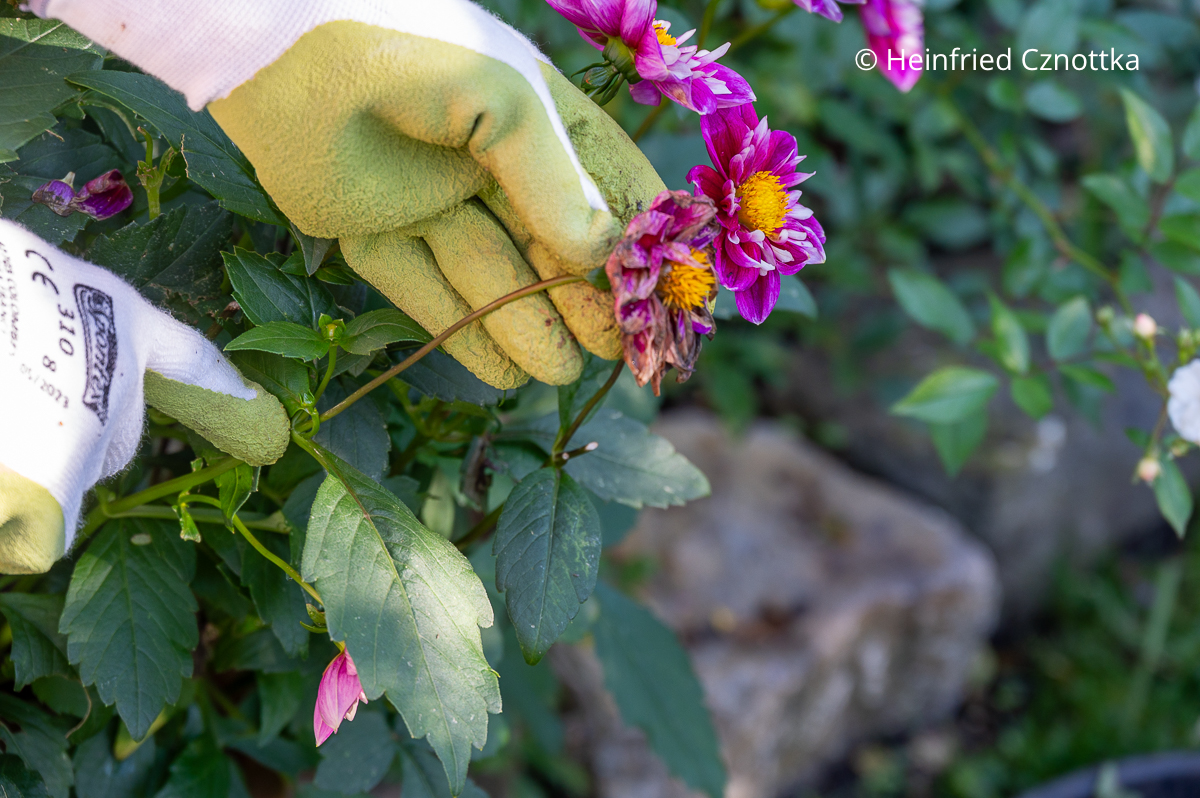 Dahlien schneiden: die Blüte mit dem Blütenstiel entfernen Dahlien schneiden: jemand zeigt auf die Stelle, an der die verblühte Blüte einer pinken Dahlie mit dem Blütenstiel über einem Blattpaar geschnitten werden sollte.