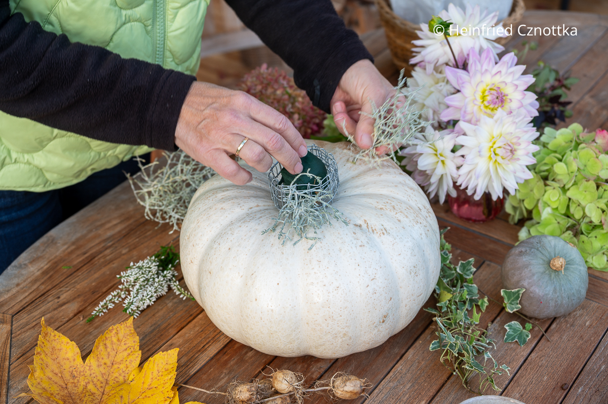 Herbstgesteck: Steckschaum hält Blumen frisch Herbstgesteck: eine Frau legt ein Stück Steckschaum in einen Kranz aus Kaninchendraht auf einem weißen Kürbis