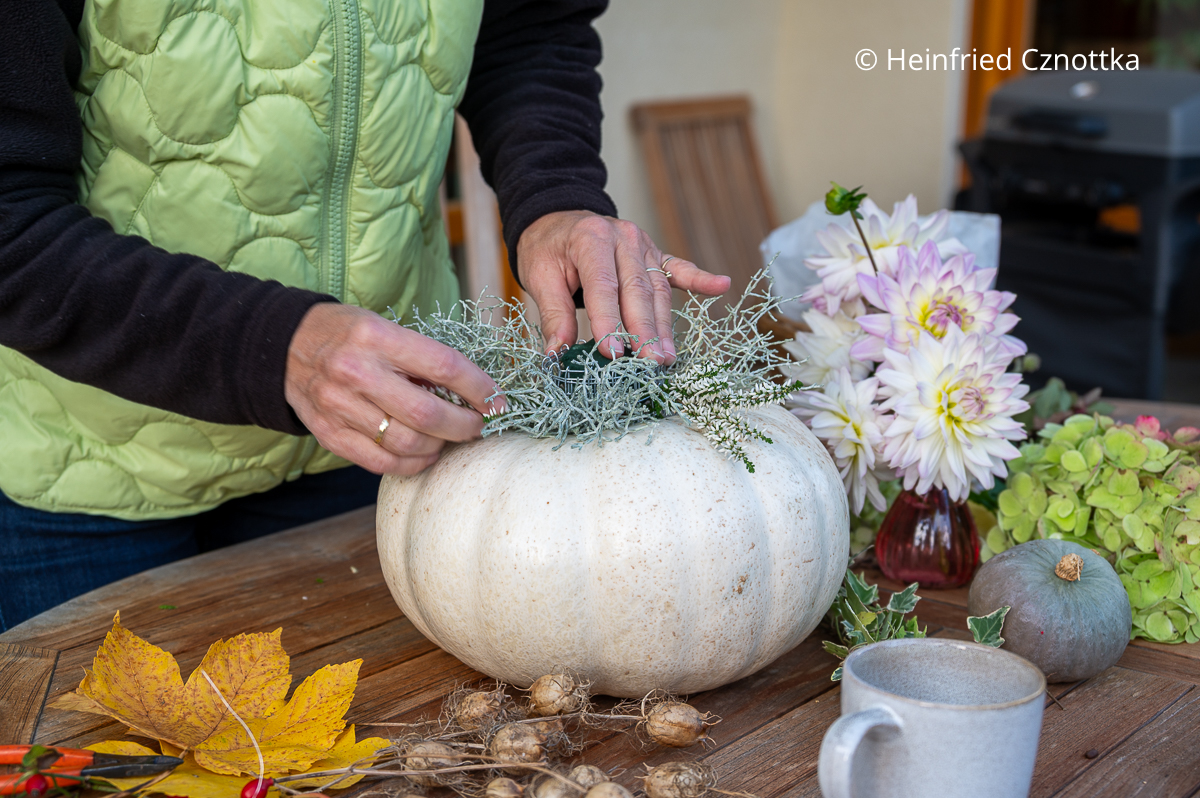 Herbstdeko für die Terrasse: Heide und Stacheldrahtpflanze werden in die Unterlage gesteckt. Herbstdeko für die Terrasse: Eine Frau steckt Heide und Stacheldrahtpflanze i ein Gesteck auf einem weißen Kürbis