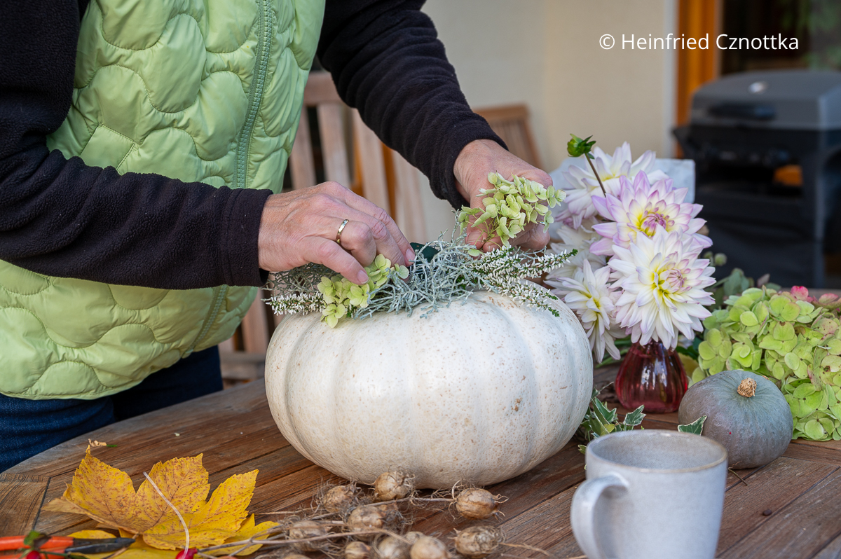 DIY: Herbstdeko mit einem Kürbis und Material aus dem Garten DIY Herbstdeko : Eine Frau steckt Hortensienblüten in ein Gesteck auf einem weißen Kürbis