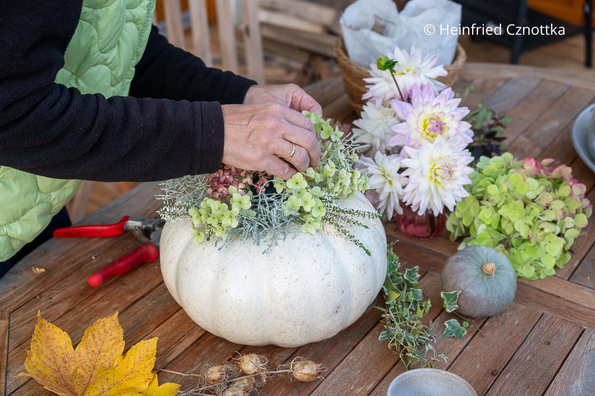 Gesteck auf einem Kürbis: Der Draht wird mit Hortensienblüten bedeckt. DIY Herbstdeko : Eine Frau steckt Hortensienblüten in ein Gesteck auf einem weißen Kürbis