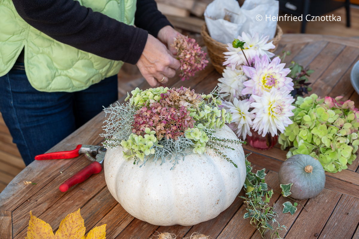 Gesteck auf einem Kürbis: Der Draht wird mit Hortensienblüten bedeckt. Gesteck auf einem Kürbis: DIY Herbstdeko : Eine Frau teilt Hortensienblüten für ein Gesteck auf einem weißen Kürbis