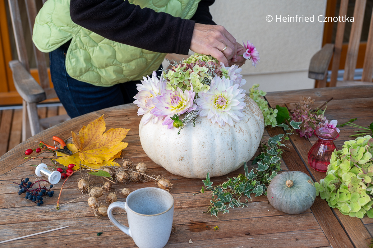 Herbstgesteck: Dahlienstängel werden zwischen die Hortensienblüten geschoben. Herbstgesteck: Eine Frau steckt Dahlienblüten in ein Gesteck auf einem weißen Kürbis