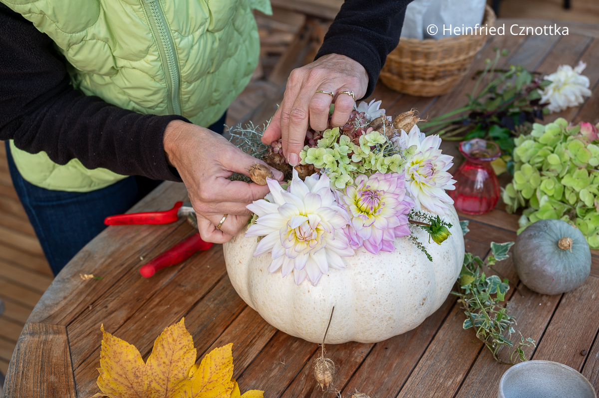 Herbstgesteck: Samenstände der Jungfer im Grünen (Nigella damascena) werden zu mehreren in Tuffs angeordnet. Herbstgesteck: Eine Frau steckt Samenstände der Jungfer im Grünen (Nigella damascena) in ein Gesteck auf einem weißen Kürbis.