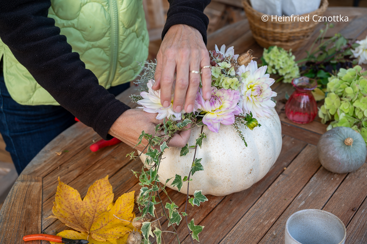 Gesteck für den Herbst: Efeuranken bringen Natürlichkeit. Gesteck für den Herbst: Herbstgesteck: Eine Frau steckt Efeuranken in ein Gesteck auf einem weißen Kürbis.