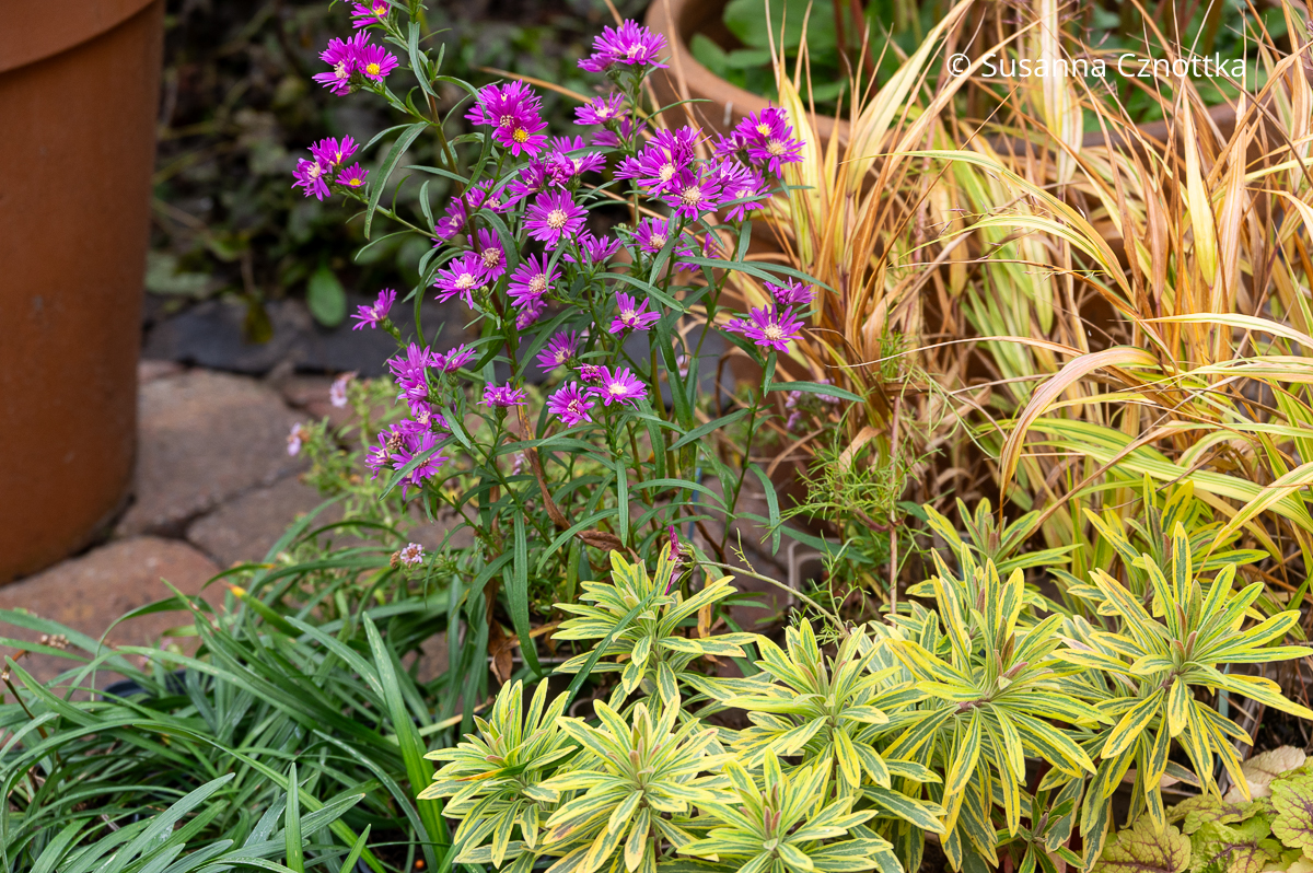 Pflanzenkombination: dunkel pinke Aster 'Deep Danziger', buntlaubige Wolfsmilch und Japan-Berggras (Hakonechloa macra) 'Aureola'