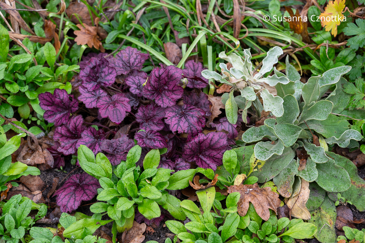 Harmonische Blattfarben: Purpurglöckchen in Beerenfarben und silbernes Laub der Vexiernelke (Silene coronaria)