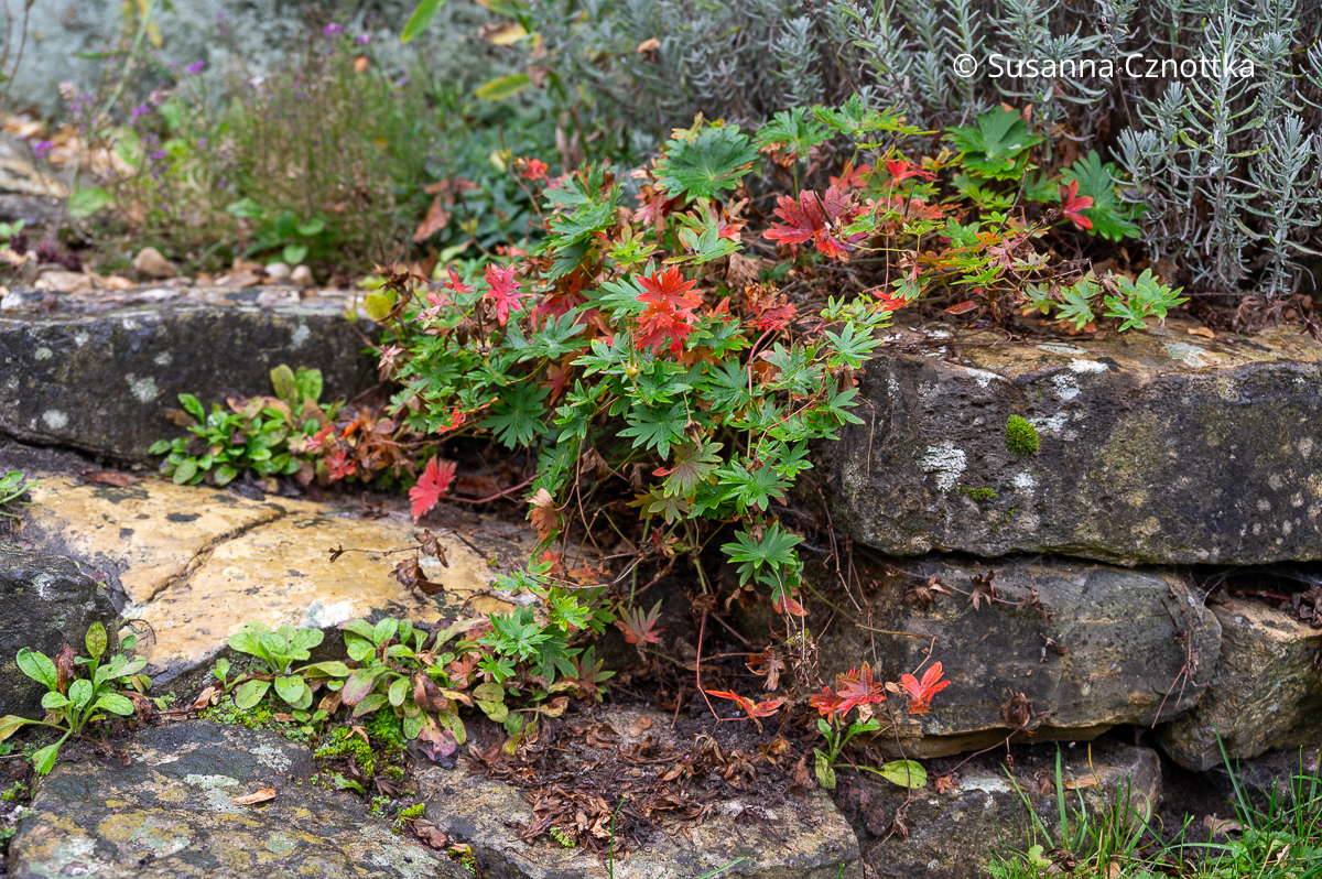 Die Herbstfärbung des Blut-Storchschnabels (Geranium sanguineum) im November Die Herbstfärbung des Blut-Storchschnabels (Geranium sanguineum) im November