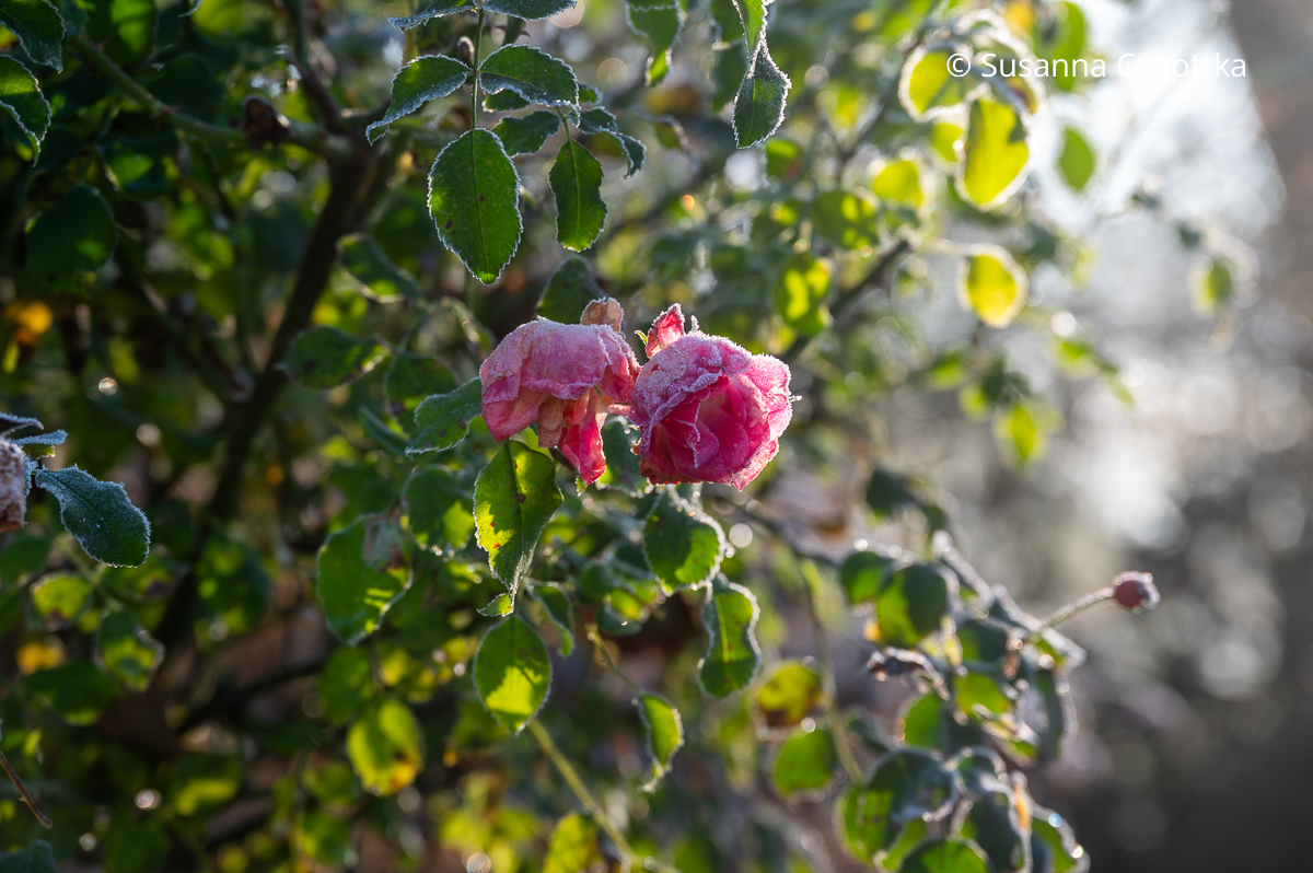 Pinke Rosenblüten mit Raureif