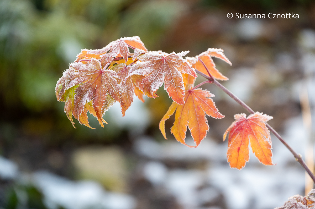 Blätter des Zierahorns 'Jordan' mit Raureif