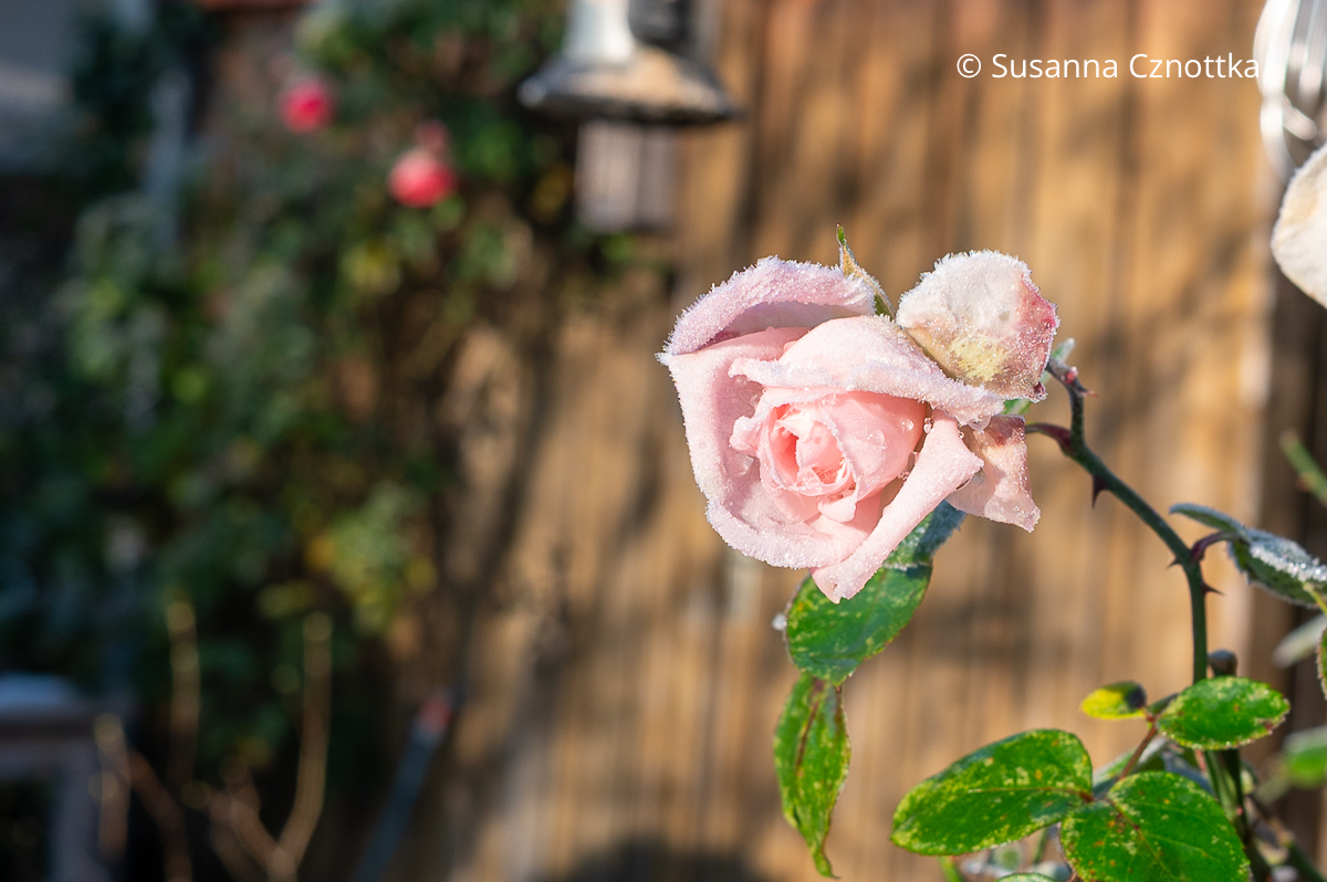 Rosa Rosenblüte mit Raureif