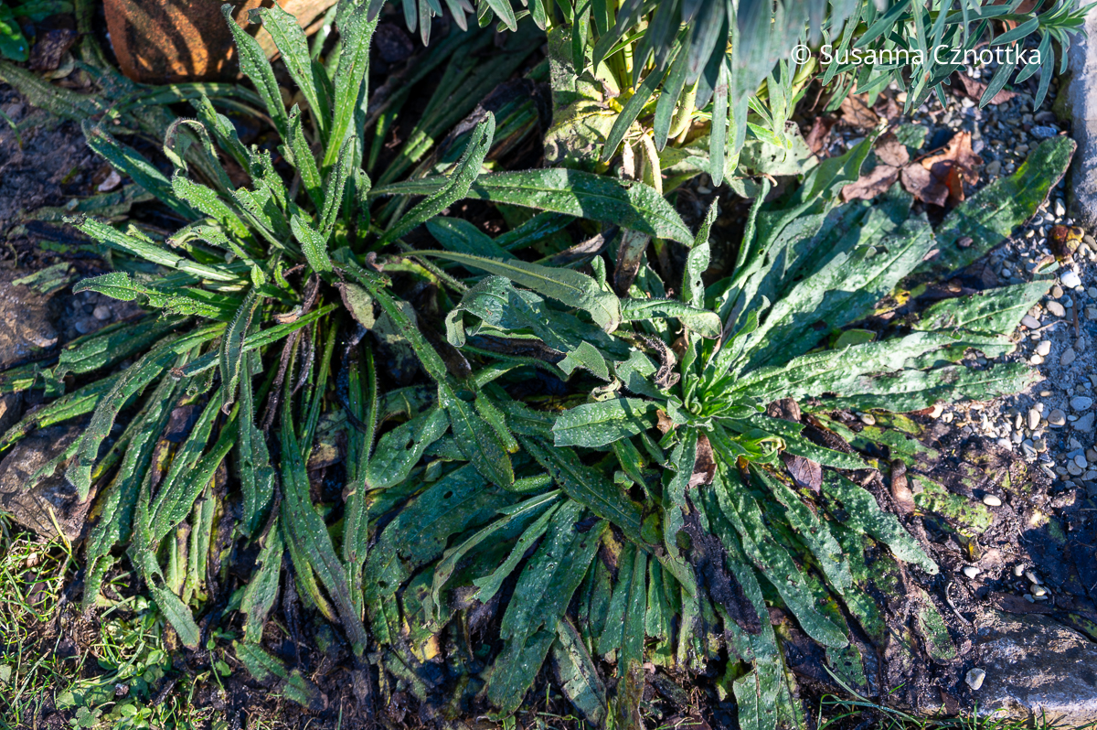 Blattrosetten des Gewöhnlichen Natternkopfes (Echium vulgare) Blattrosetten des Gewöhnlichen Natternkopfes (Echium vulgare) mit dichten dunkelgrünen, länglichen Blättern