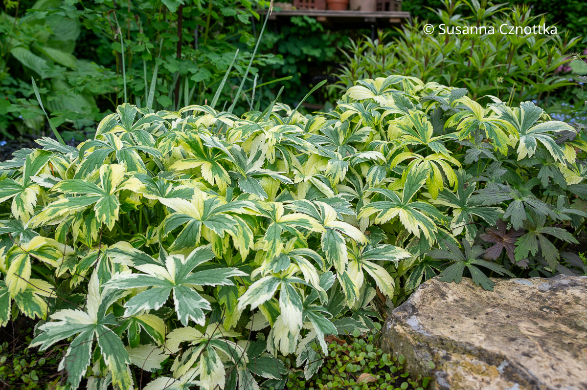 Sterndolde (Astrantia major) 'Sunningdale Variegated' mit farbigem Austrieb Sterndolde (Astrantia major) 'Sunningdale Variegated' mit farbigem Austrieb