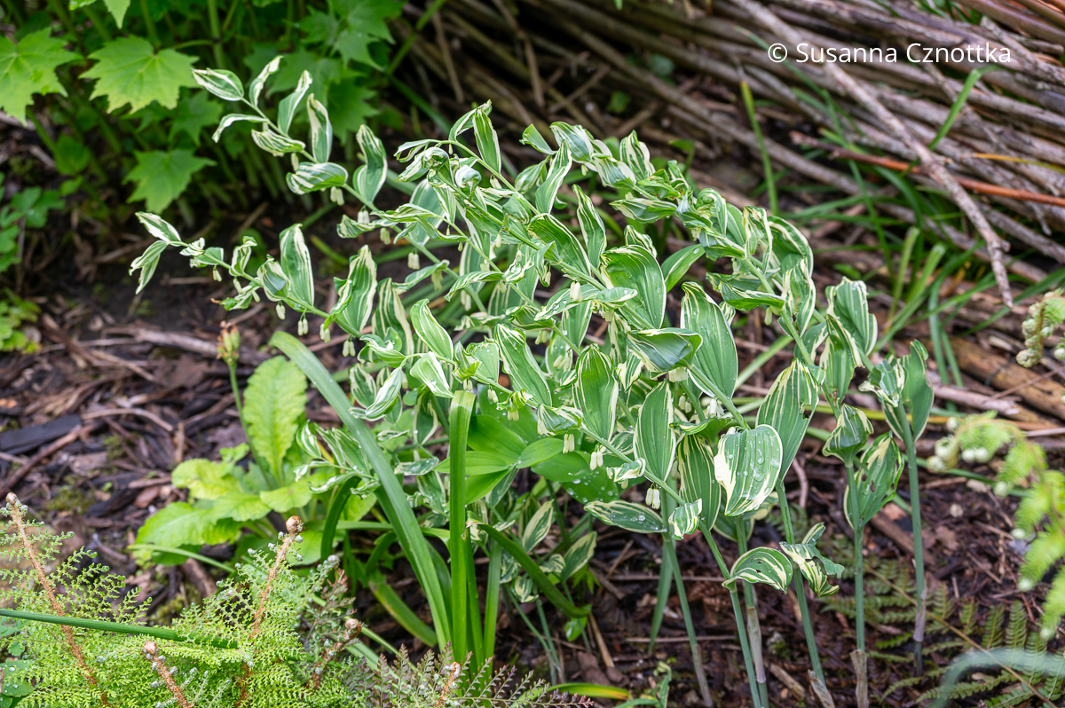 Hübsches Blattmuster: Salomonssiegel (Polygonatum) 'Striatum' oder 'Grace Baker' Hübsches Blattmuster: Salomonssiegel (Polygonatum) 'Striatum' oder 'Grace Baker'