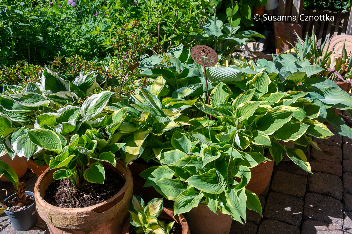 Verschiedene Muster machen die Hosta in einem Topfgarten interessant Verschiedene Muster machen die Hosta in einem Topfgarten interessant