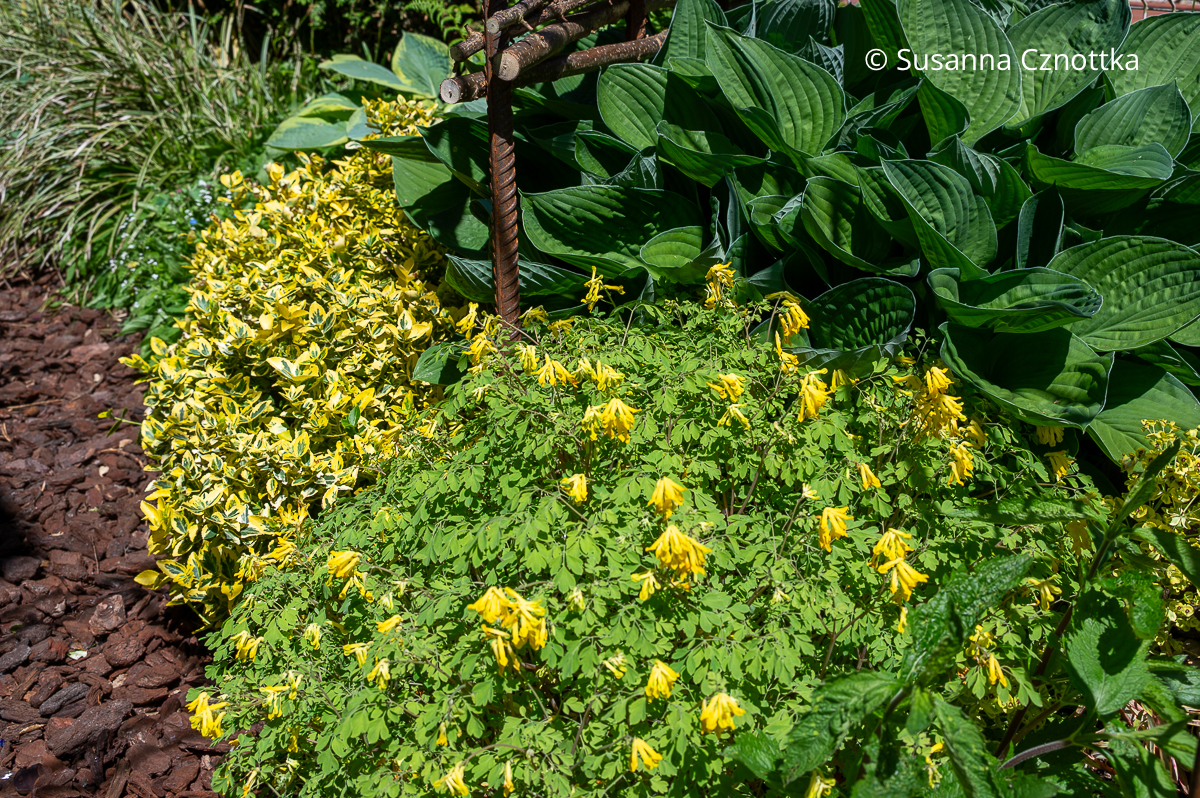 Gelber Scheinlerchensporn (Pseudofumaria alba) und gelbbunte Kriechspindel (Euonymus fortunei) 'Emerald and Gold' Gelber Scheinlerchensporn (Pseudofumaria alba) und gelbbunte Kriechspindel (Euonymus fortunei) 'Emerald and Gold'