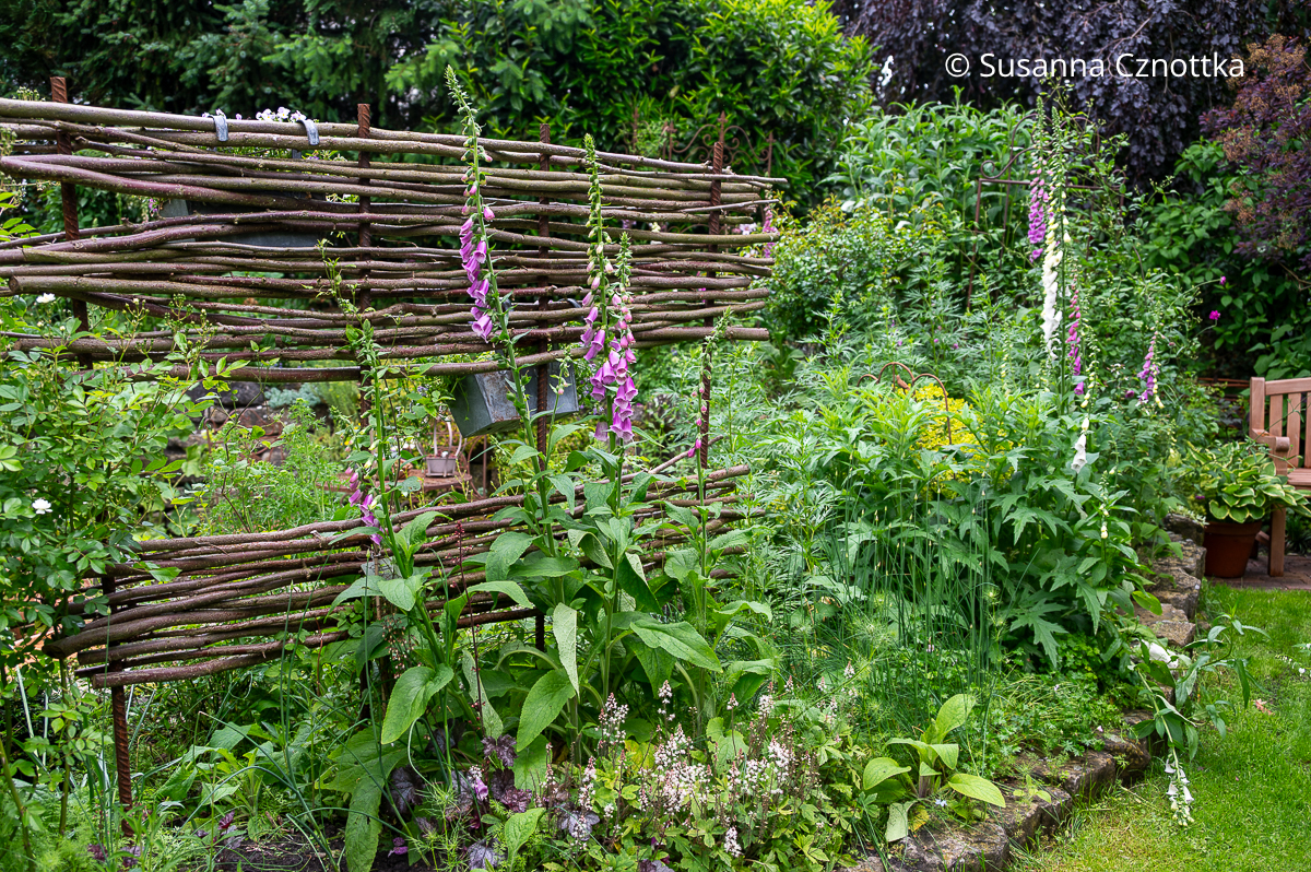 Roter Fingerhut (Digitalis purpurea) an einem Rankgerüst aus Moniereisen und Haselruten Roter Fingerhut (Digitalis purpurea) an einem Rankgerüst aus Moniereisen und Haselruten